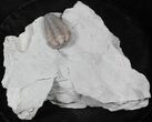 Flexicalymene Trilobite with Negative From Ohio #26749-2